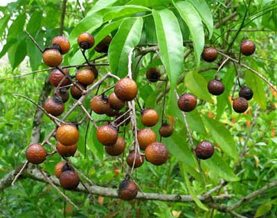 quả bồ hòn