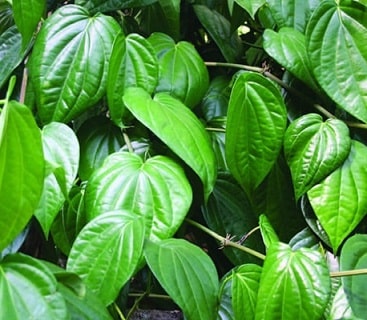 cây trầu không