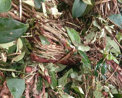 cây hà pẹ