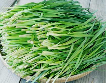 Cây Hẹ