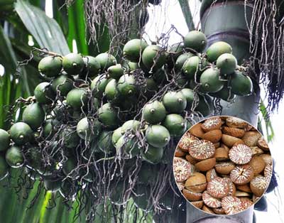 Quả Cau Khô
