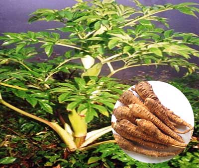 cây bạch chỉ