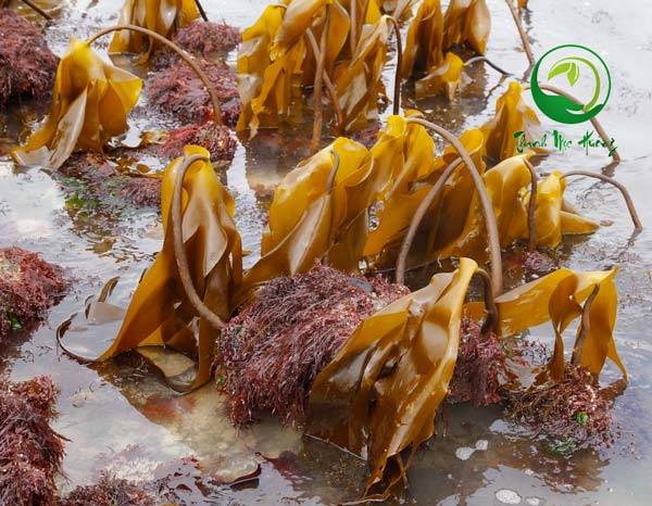 tảo nâu laminaria ochroleuca